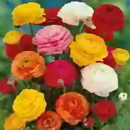 Rainbow Mixture
